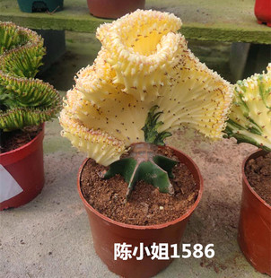 新霸王鞭植物仙人柱龙骨玉露 玉麒麟掌将军柱 五指山带根包邮