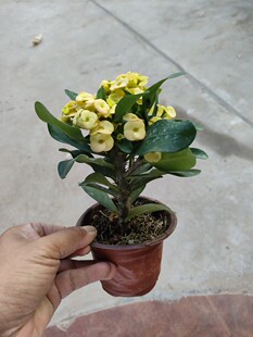 黄花虎刺梅带花大苗