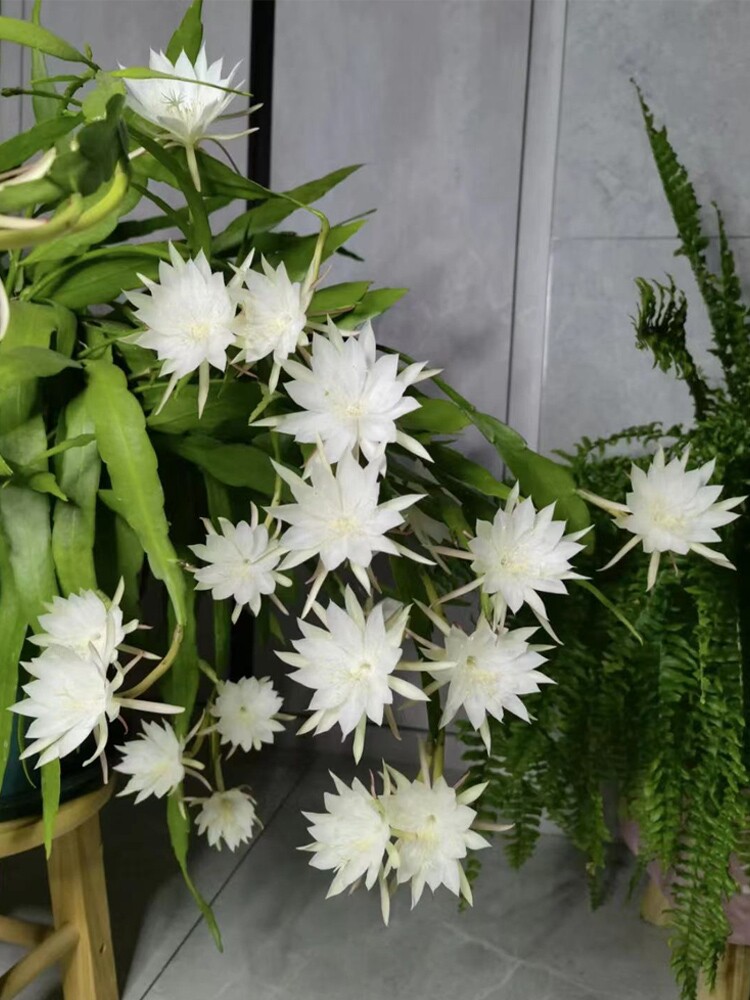 美国小叶昙花一现老桩盆栽带花苞绿植物室内印尼进口细叶香味荷花