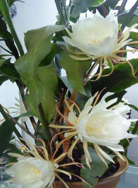 昙花苗 阳台桌面花卉盆栽昙花 琼花苗 昙花盆栽白色昙花带根好养