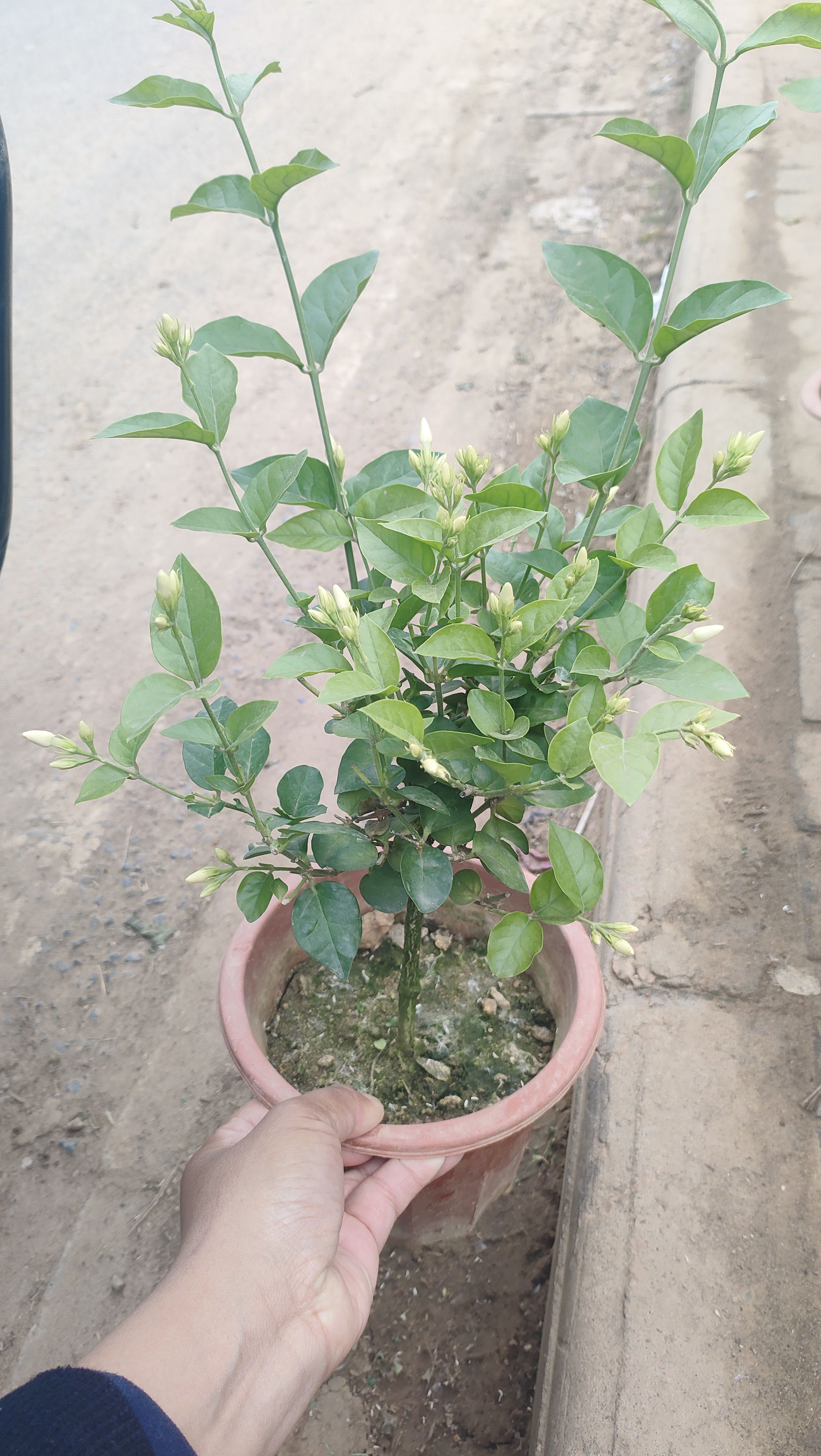 2025年五月实拍带花笔尖茉莉棒棒糖树形