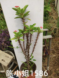 虎刺梅老桩苗 盆栽 花卉开花 植物