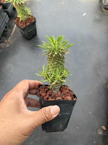 铁甲麒麟仙人球多肉植物沙生植物8-10厘米带小仔