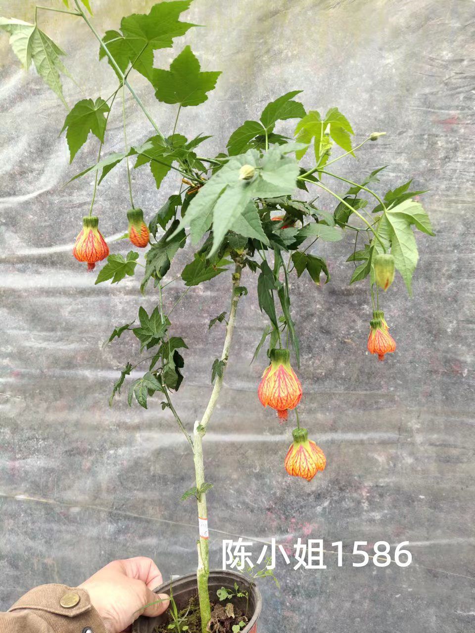 纹瓣悬铃花灯笼花风铃花金铃花耐热抗寒好养四季爆盆宫灯花常绿