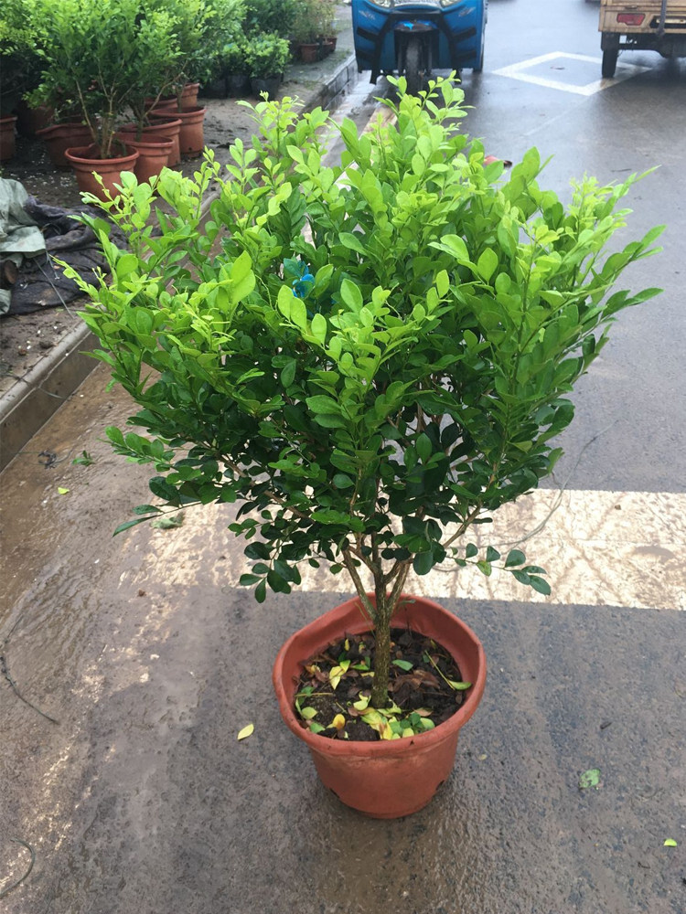 九里香盆栽老桩开花浓香带花苞七里香室内庭院绿植十里香包邮