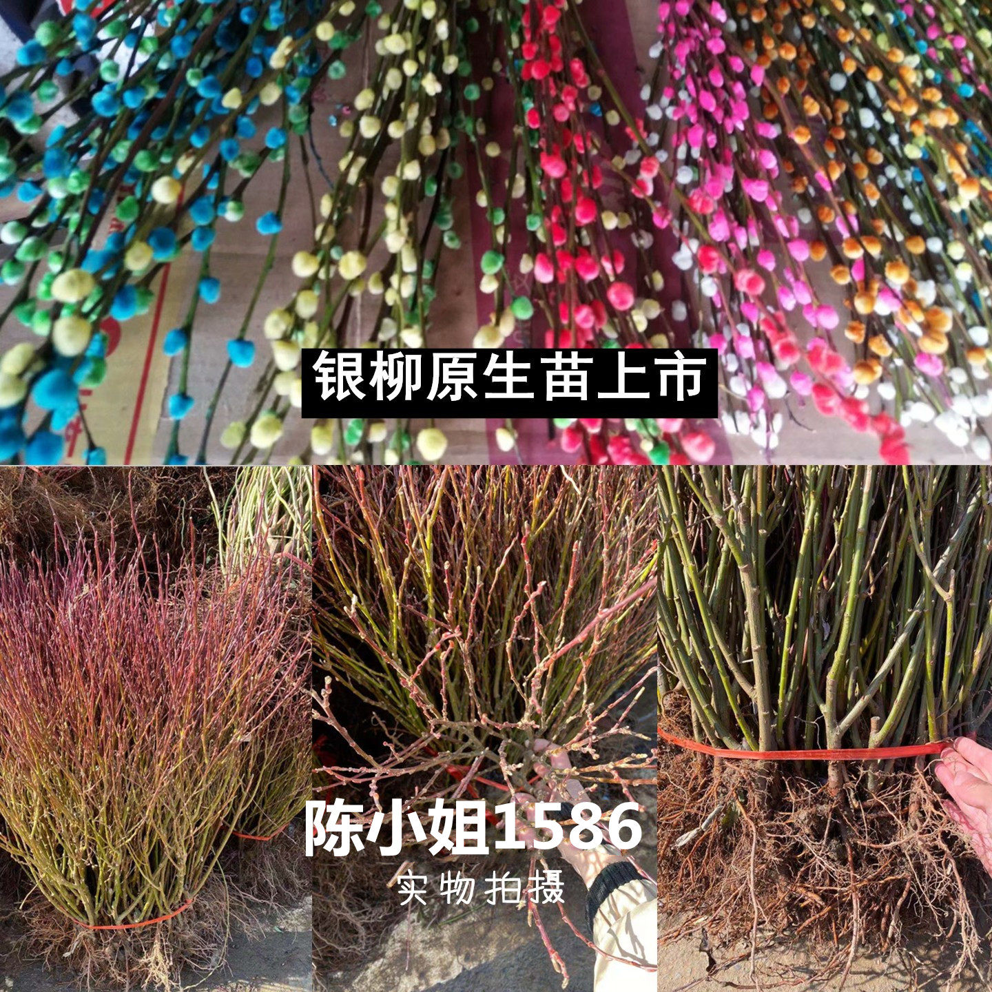 银柳盆栽树苗银柳苗室内阳台庭院地栽过年喜庆花卉好活易养