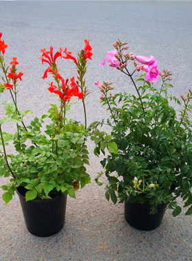 凌霄花苗粉色橙色盆栽阳台花园庭院观花爬藤植物老桩炮仗花卉大苗