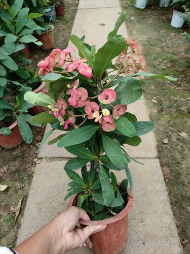 虎刺梅大苗带花高度30-40厘米
