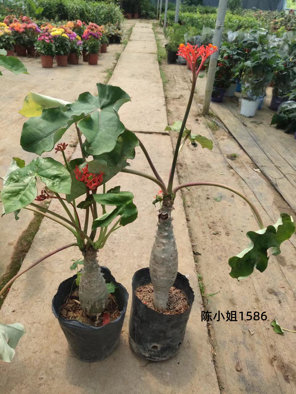 佛肚海棠盆栽植物大肚海棠花苗庭院阳台绿植美观净化空气盆景包邮