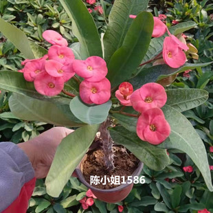 大花虎刺梅盆栽 大叶大花开花  大叶铁海棠带花好养易活