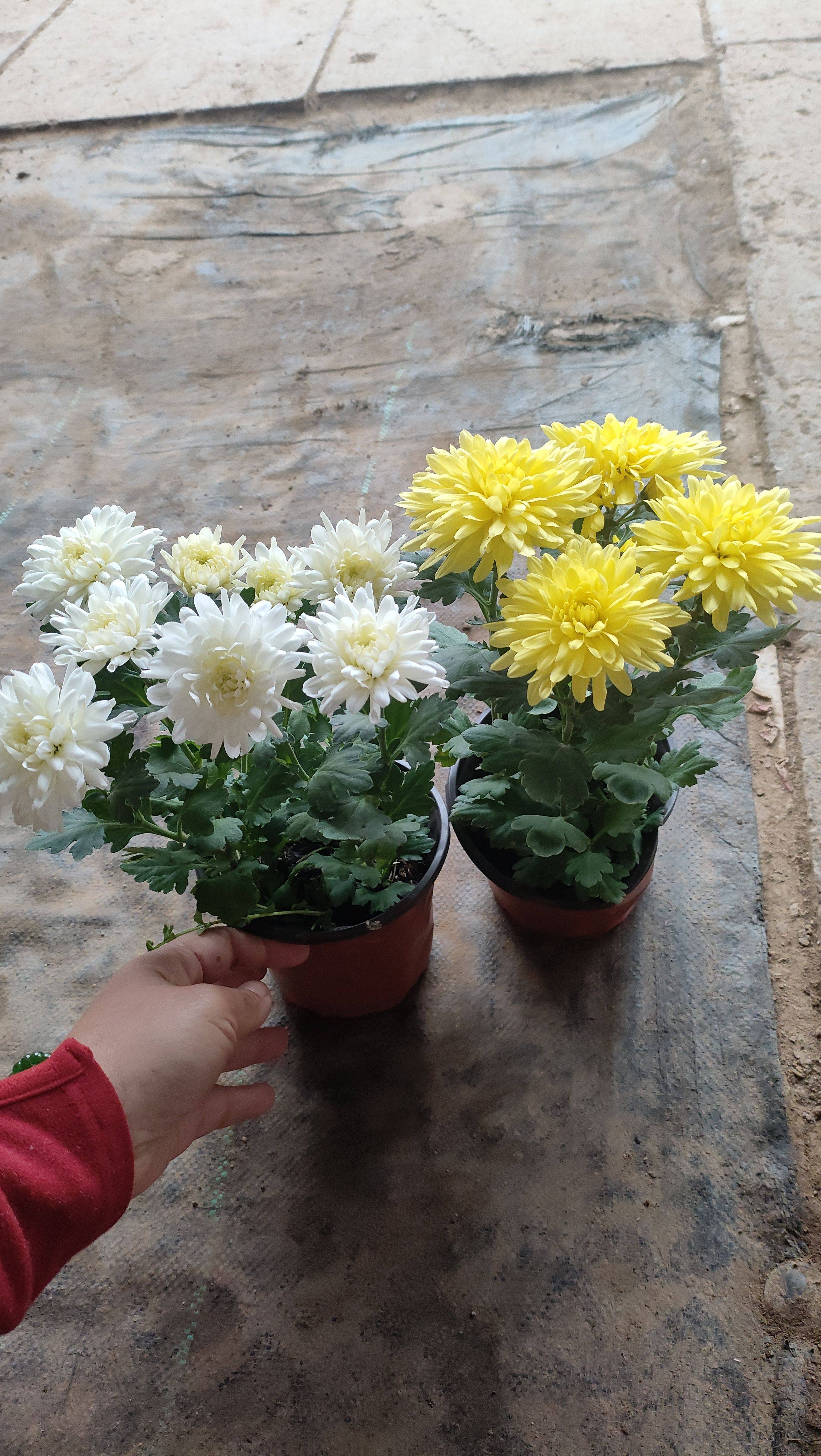 【带花发货】菊花清明节鲜花直发黄白菊花盆栽耐寒耐热