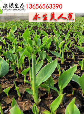 美人蕉河道绿化种植美人蕉