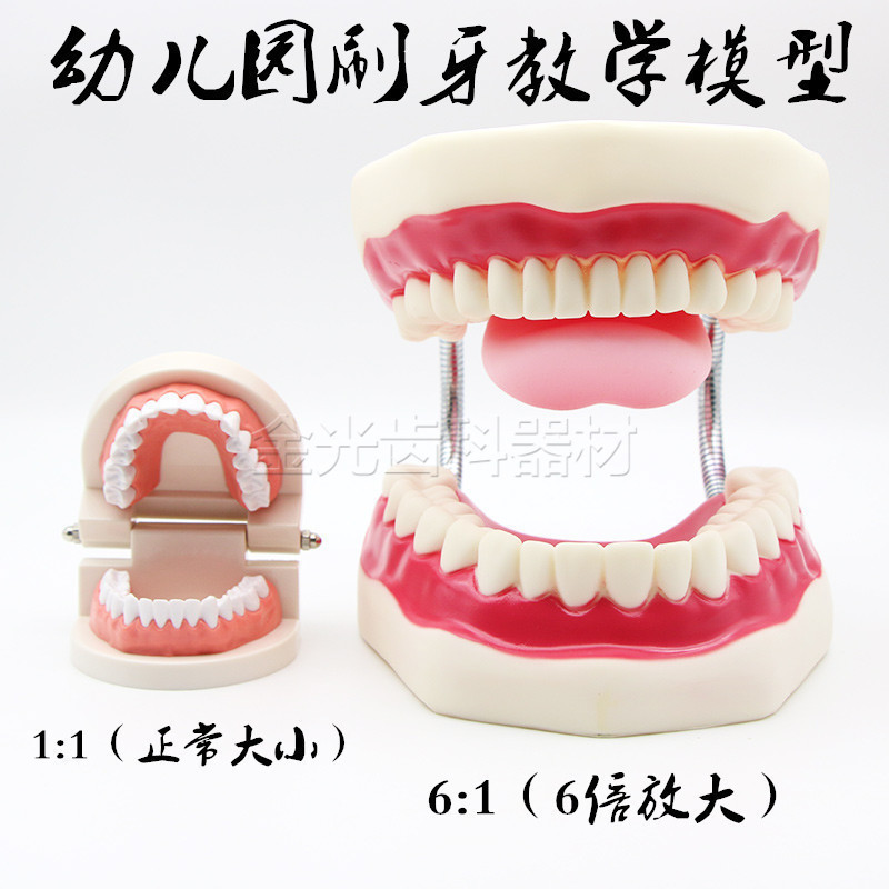 牙科模型口腔幼教仿真标准放大