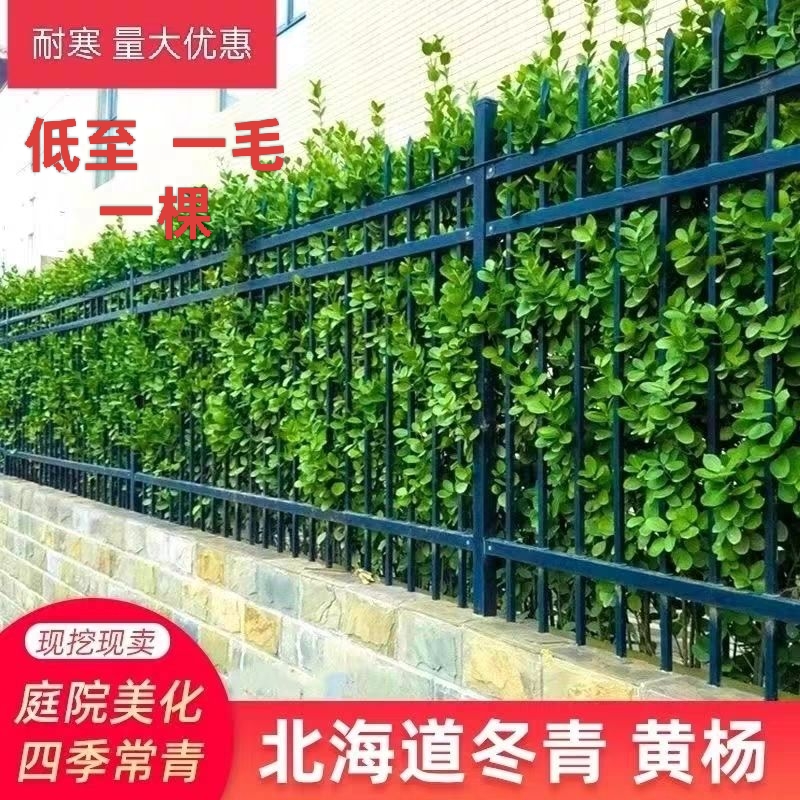 冬青围墙篱笆植物绿化苗四季常青