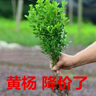 瓜子黄杨苗独杆小叶冬青苗南方北方种植黄杨庭院地栽盆栽黄杨球
