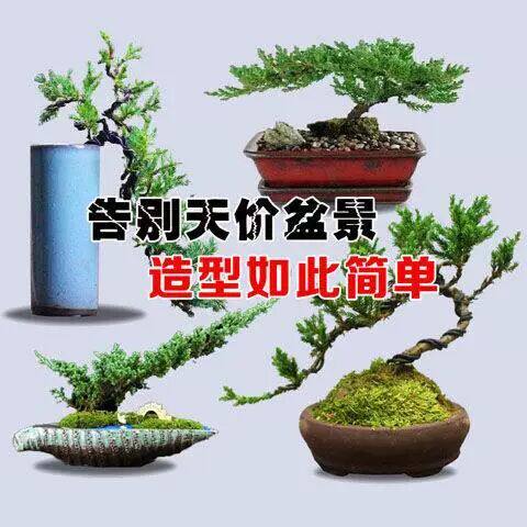 迎客松造型松 铺地柏盆景真树植物观叶 庭院新手绿植盆栽造景小苗
