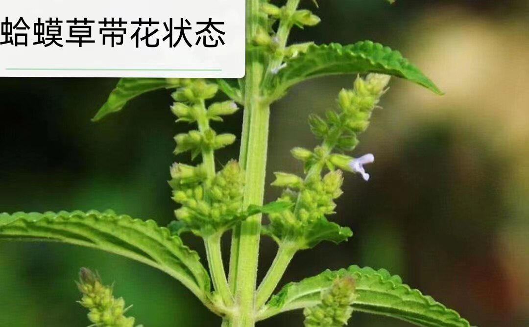 现挖新鲜蛤蟆草癞蛤蟆菜蟾蜍草蛤蟆皮棵草荔枝草皱皮草雪见草