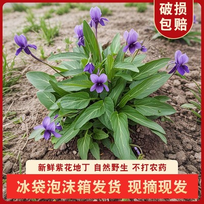 犁头草四川紫花地丁紫花地丁