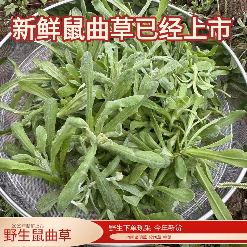 四川野生新鲜清明草鼠曲草清明菜佛耳草清明果青团做粑粑原材料,水产肉类/新鲜蔬果/熟食,叶菜类,淘宝优惠券,粉丝福利购,淘宝优惠卷