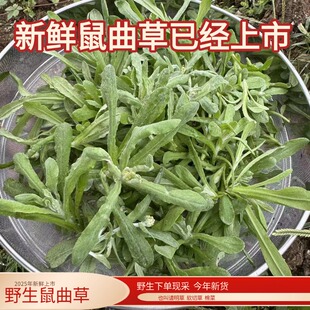 四川野生新鲜清明草鼠曲草清明菜佛耳草清明果青团做粑粑原材料