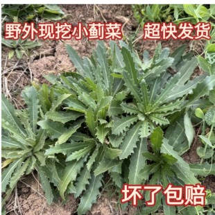 可食）野生新鲜刺儿菜小蓟七七菜刺黄瓜新鲜现挖刺儿菜带根嫩的发