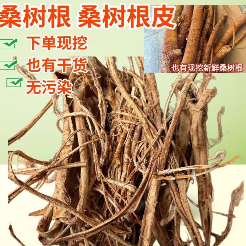 野生桑树根桑树皮下单现挖包邮