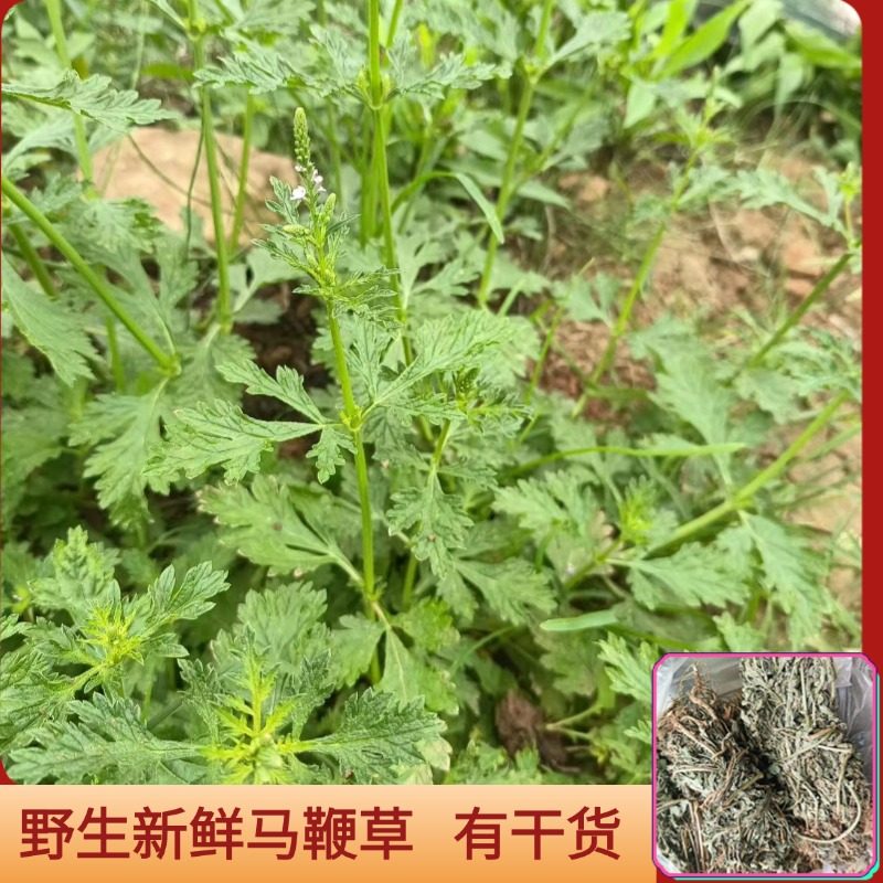 四川野生马鞭草农家自晒无硫非种植马鞭梢铁马鞭马边草中草药材