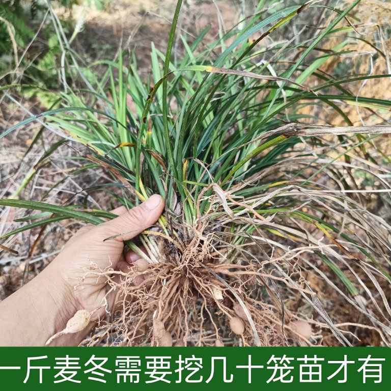 四川野生麦冬新鲜晒干的都有