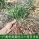 四川大山麦冬现挖新鲜川麦冬带芯麦冬500克泡水茶炖汤无硫