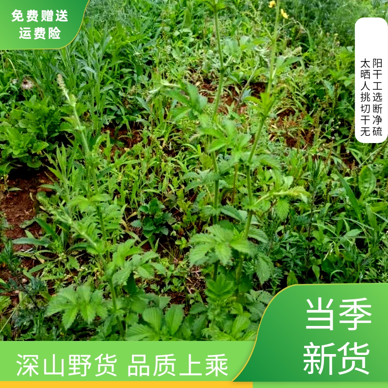脱力草保证无硫晒干新货