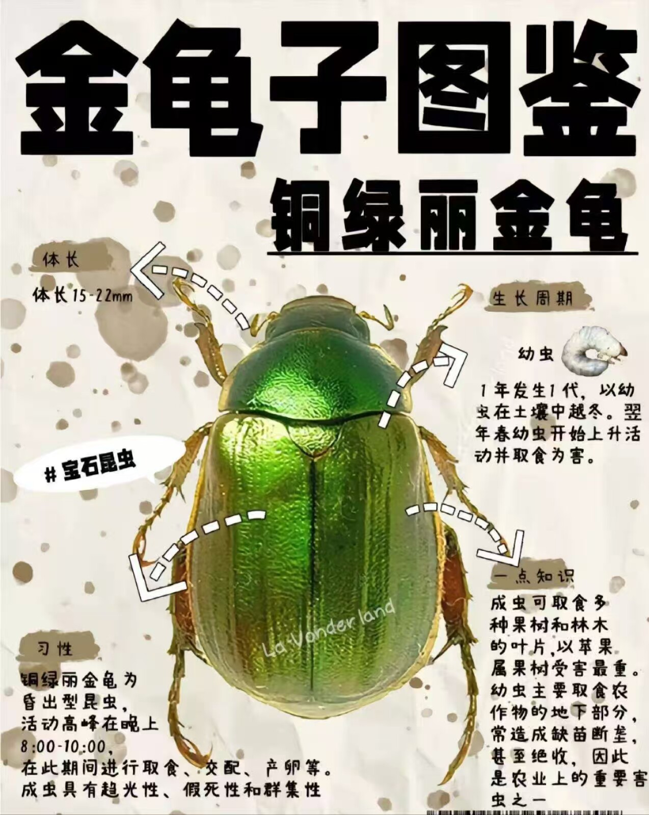 真昆虫铜绿丽金龟子活体原虫湿虫甲虫幼儿园独角仙虫子生物标本