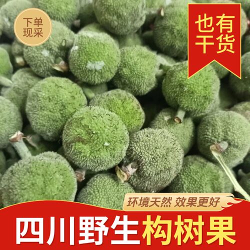 晒干野生构树果子褚桃果泡酒