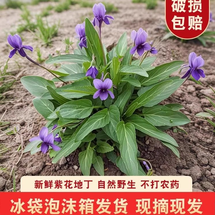 新鲜紫花地丁现挖带根犁头草地丁草四川紫地丁晒干华兜草铧头草