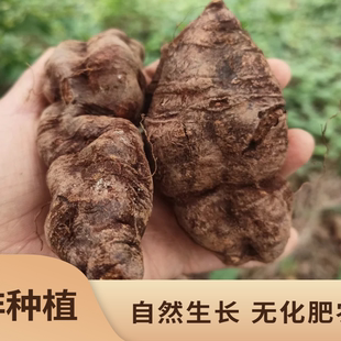 四川大山何首乌生首乌绝非种植非制首乌原生态中草药材下单现挖