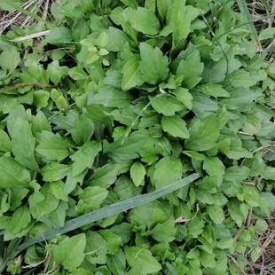 四川非种植现挖马兰头泥鳅串鱼鳅串带根一起挖可药用入药用500克