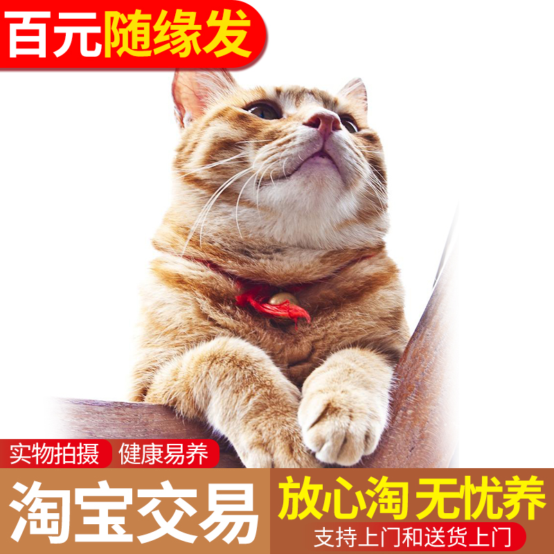 小猫家中华田园宠物异瞳鸳鸯眼