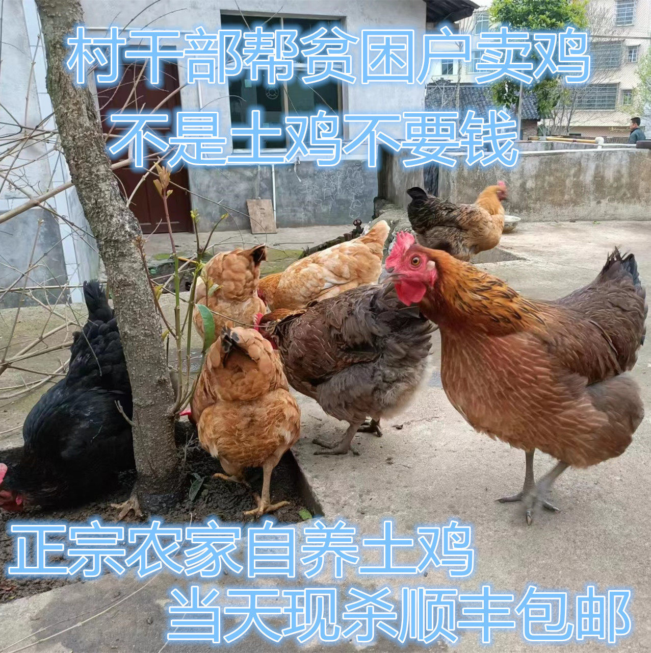 农家土鸡现杀顺丰包邮散养有机老母鸡新鲜孕妇坐月子鸡小孩营养鸡