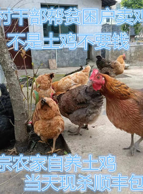 农家土鸡现杀顺丰包邮散养有机老母鸡新鲜孕妇坐月子鸡小孩营养鸡