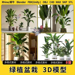 OBJ FBX blend天堂鸟鹤望兰绿植盆栽C4D犀牛SU unity3D模型STL格式