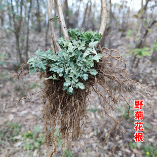 野菊花根中药材新鲜野生黄菊花根山菊根500克
