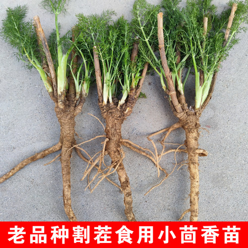 小茴香根苗多年生老品种割茬蔬菜