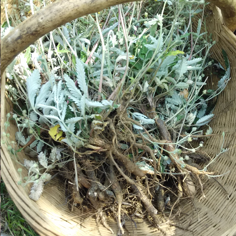 翻白草整棵现挖新鲜全草