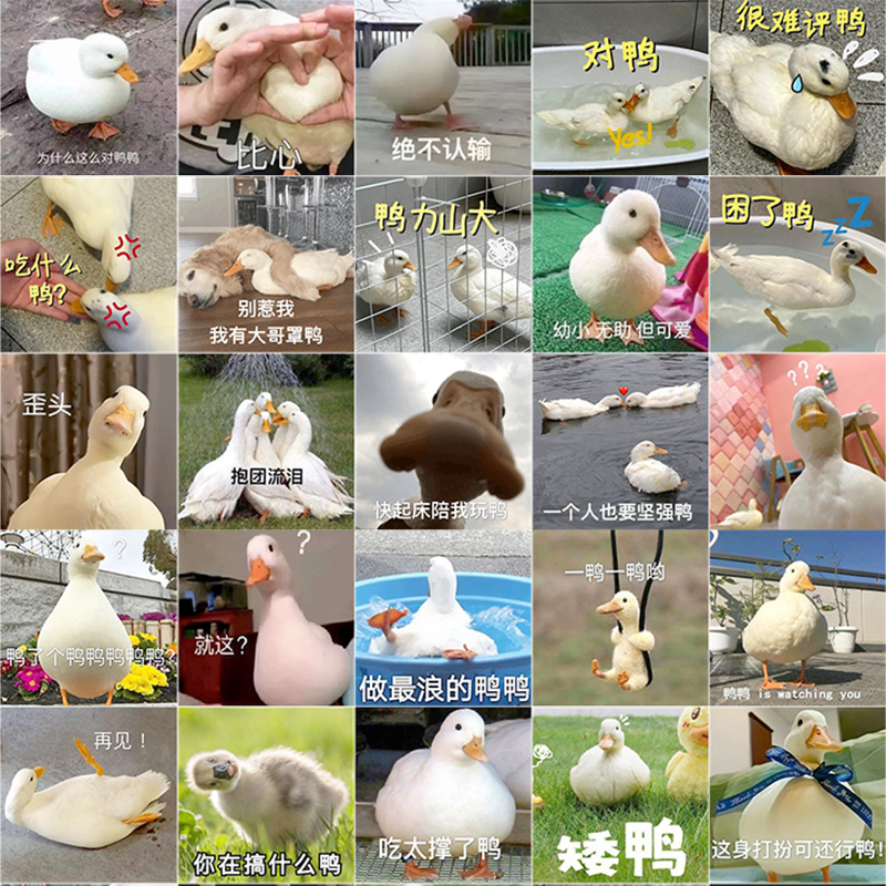 120张鸭鸭表情包贴纸网红沙雕搞笑趣味创意手机手账装饰防水贴画
