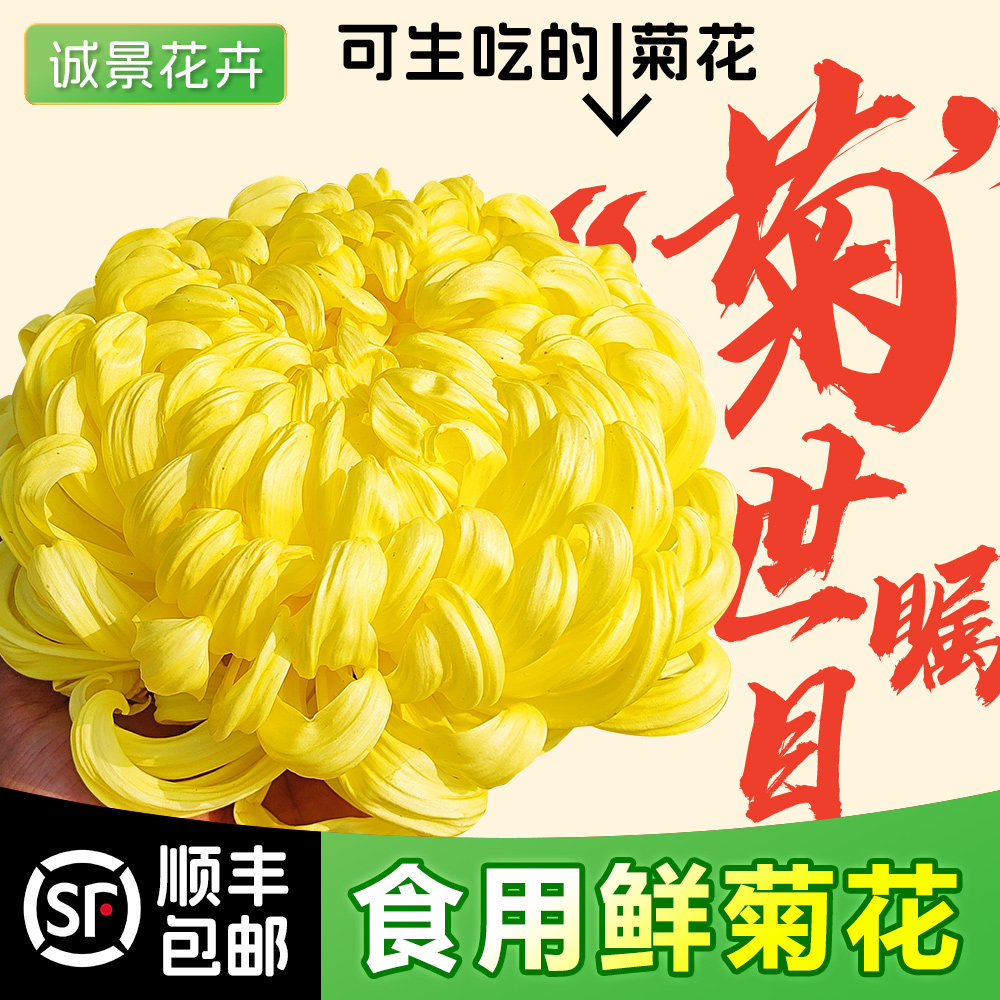 批发新鲜可食用菊花冰糖菊饭店酸菜鱼黄菊花瓣装饰摆盘鲜菊糖心菊
