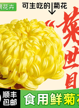 批发新鲜可食用菊花冰糖菊饭店酸菜鱼黄菊花瓣装饰摆盘鲜菊糖心菊