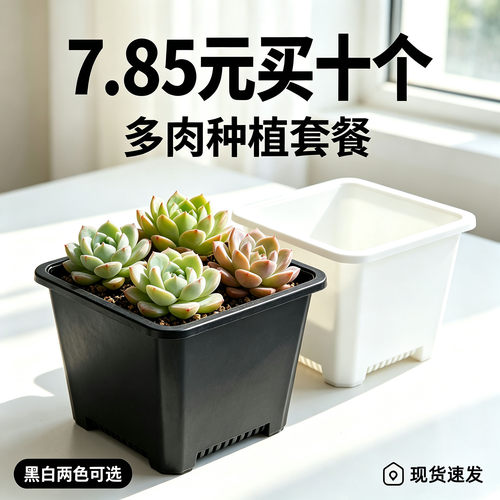 小黑方多肉育苗扦插景天