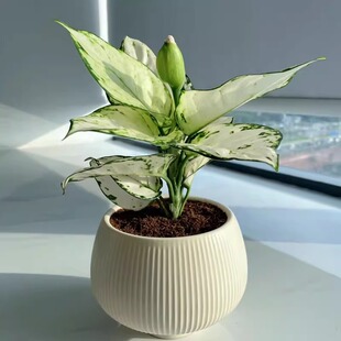 彩叶白如意盆栽耐阴水培盆栽室内桌面好养活净化空气观叶水养绿植