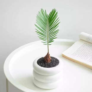 铁树盆栽苏铁小苗盆景创意北欧风桌面玄关茶台绿植耐寒迷你小植物