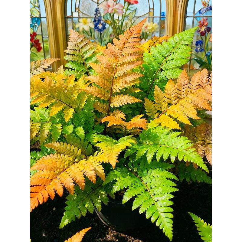 彩虹蕨类植物室内外净化空气图片