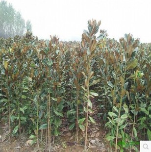 广玉兰树苗 广玉兰小苗 玉兰苗 四季常青 荷花玉兰苗庭院绿化苗木
